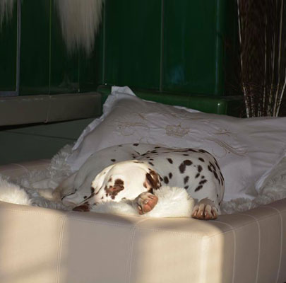 Orthopädisches Hundebett aus Kunstleder CUBE