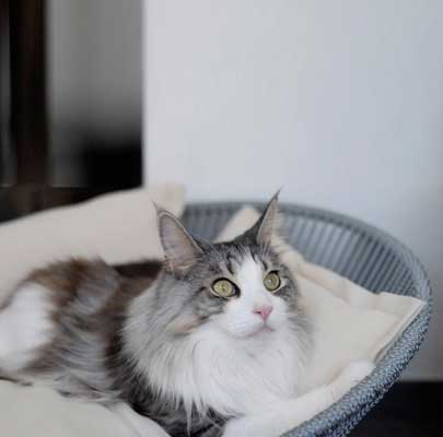 Design Katzenkorb SIRO Twist