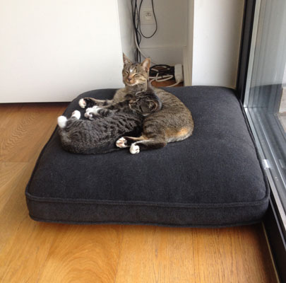 Hochwertiges Katzenkissen Lounge UNI
