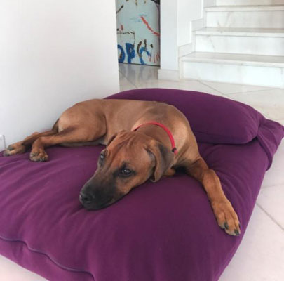 Orthopädisches Hundekissen Divan UNO