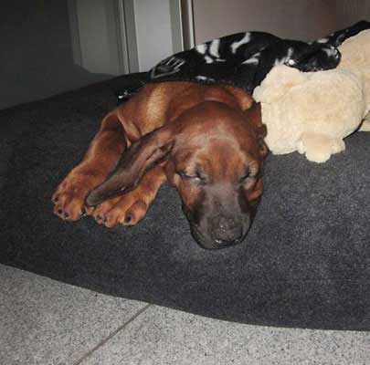 Orthopädisches Hundekissen Divan UNO