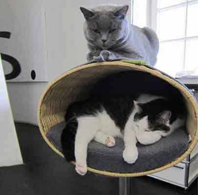 Katzenbett Wandmontage RONDO Wall Rattan