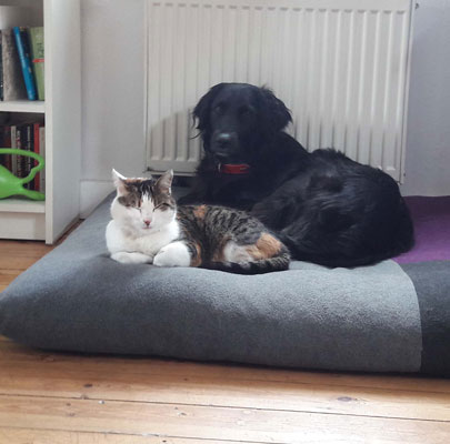 Waschbares Katzenkissen Divan QUATTRO