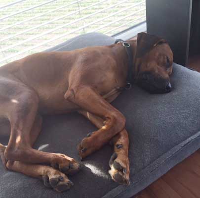 Orthopädisches Hundekissen Divan UNO