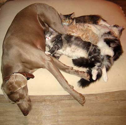 Orthopädisches Hundekissen Divan UNO