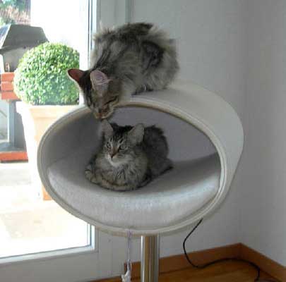 Kratzbaum RONDO Stand Filz