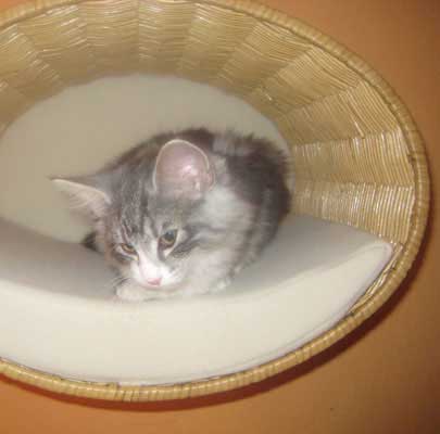 Katzenbett Wandmontage RONDO Wall Rattan