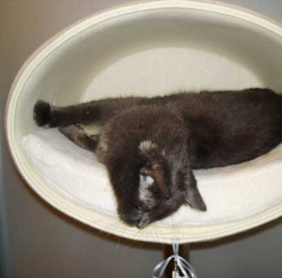 Kratzbaum RONDO Stand Filz