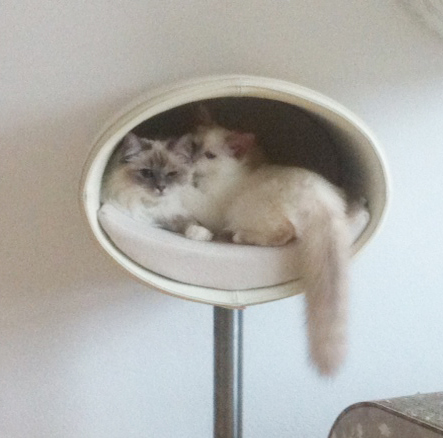 Design Katzenbett RONDO Stand Leder