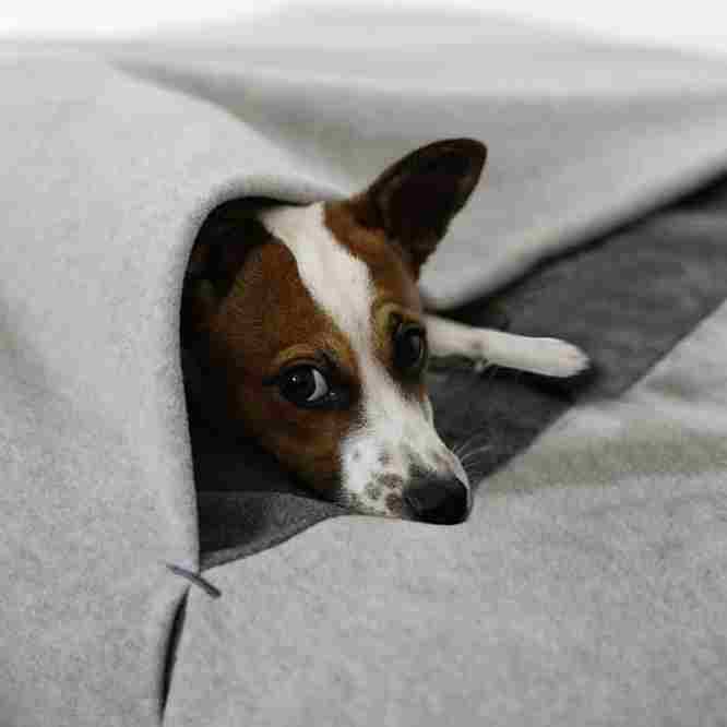Süsser Hund im pet-interiors Schlafsack mit Hundedecke