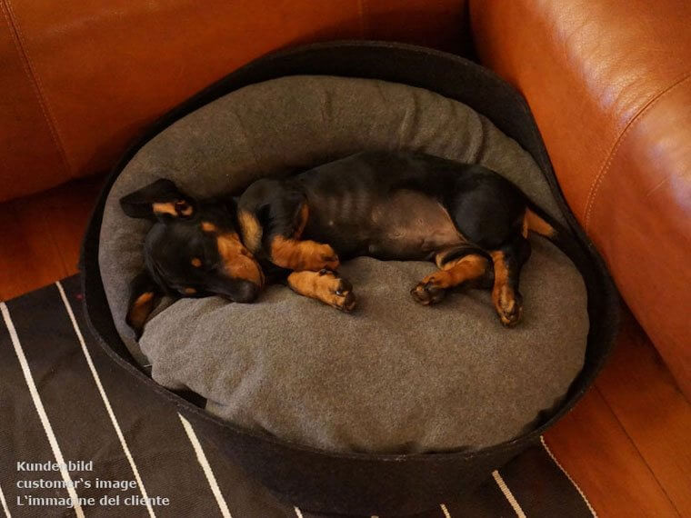 ARENA dog bed with Latex Cushions