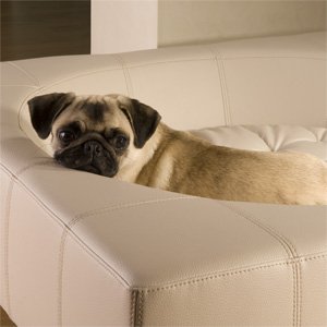 Pug lady Lola cuddling in luxury design dog bed