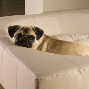 Mops Hündin Lola im Luxus Design Hundebett