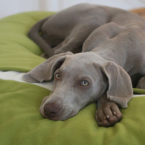 My little Weimaraner is very enthusiastic about the new Divan Due dog cushion.