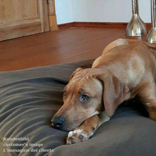 The little Ridgeback loves his Divan Due dog pillow all over.