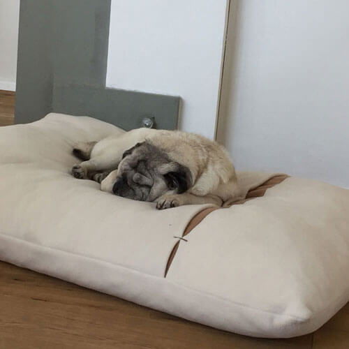 Il mio Carlino è molto entusiasta del coccolone e accogliente cuscino cane Divan Due.