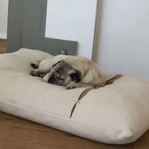 My pug is very enthusiastic about the cuddly and cozy Divan Due dog pillow