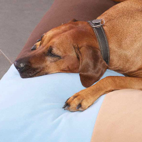 on il ripieno lattice ortopedici, il cuscino cane Divan Quattro è sano e particolarmente confortevole.