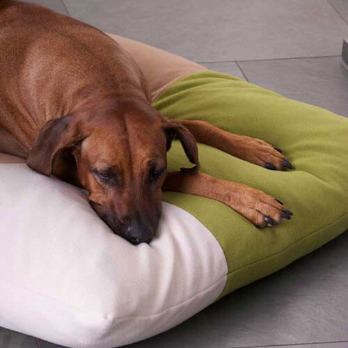 Il cuscino cane comodo Divan Quattro è il nuovo posto letto preferito per il mio Rhodesian Ridgeback.
