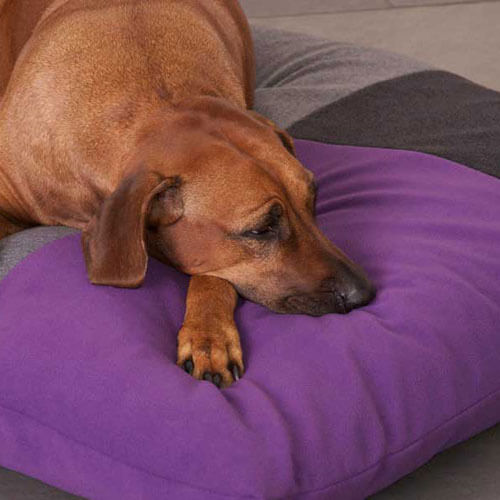 The exclusive Divan Quattro dog cushion is the best sleeping place for my dog.