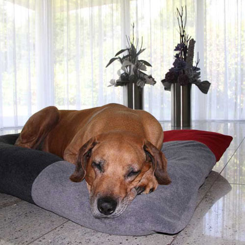 The design-oriented dog cushion Divan Quattro is the perfect cushion for me and my dog.