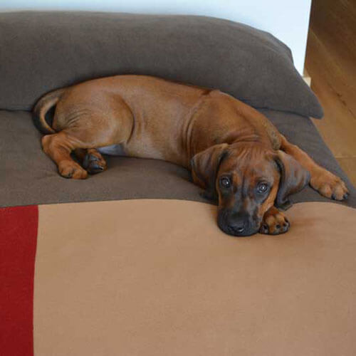 The orthopedic dog cushion Divan Quattro is a real treat for my Rhodesian Ridgeback.