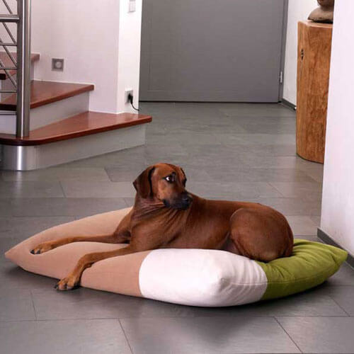 The Divan Quattro dog cushion is a orthopedic and good sleeping area for the Rhodesian Ridgeback.