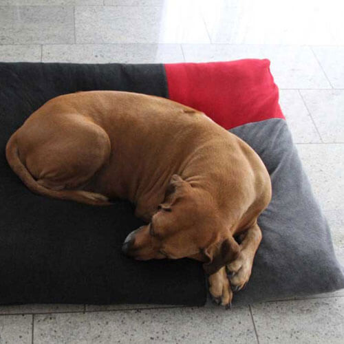 The Divan Uno dog cushion is an exclusive sleeping place for every Rhodesian Ridgeback.