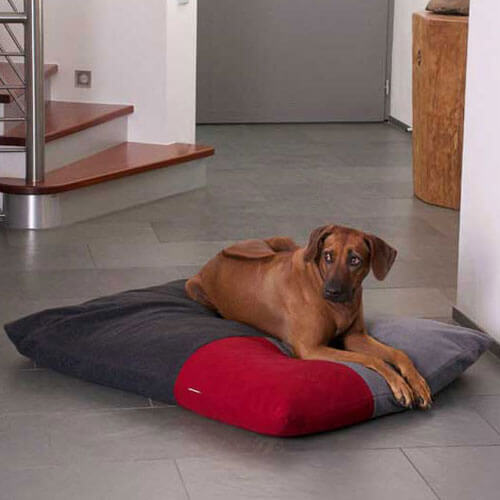 The Divan Quattro orthopedic dog cushion was accepted immediately by my Rhodesian Ridgeback.