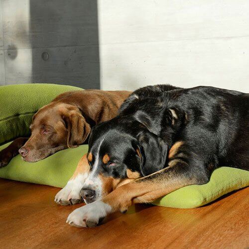 Hunde-Tiefschlaf im Kuschelkissen