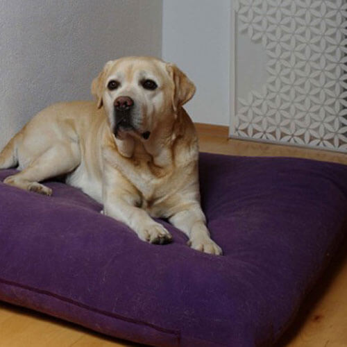 Il Divan Uno è un comodo cuscino cane e il mio Labrador lo ama.