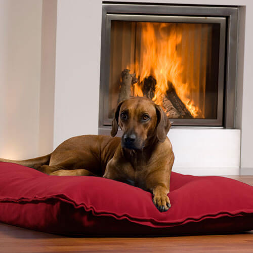 Il cuscino cane Divan Uno è un posto letto in esclusiva per ogni Rhodesian Ridgeback.