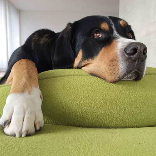 Il cuscino cane Divan Uno è particolarmente buona cuscino cane per la Bovaro Bernese.