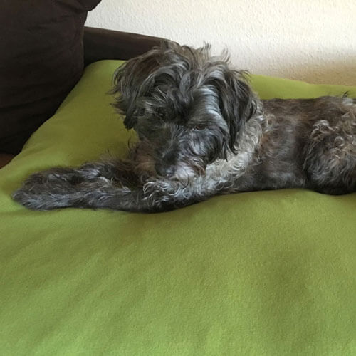 Con il ripieno lattice ortopedica, il cuscino cane Divan Uno è molto confortevole.
