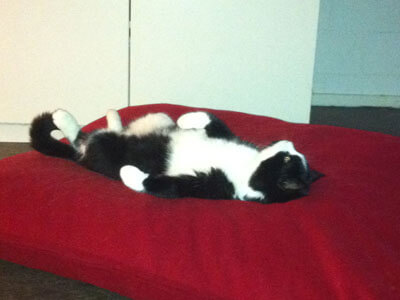 Tom cat Sylvester sleeping totally relaxed backwards in his cozy red cat cushion from pet-interiors