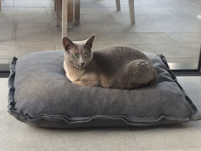 Chartreux cat resides on its noble cat cushion by pet-interiors