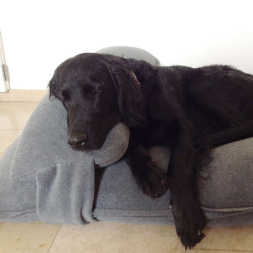 With the matching head pillow, the Divan Uno dog cushion is the ideal dog bed for my sweet Labrador.