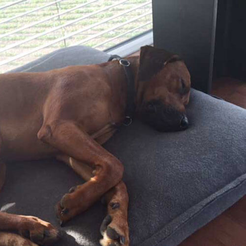 My Rhodesian Ridgeback is inspired by the super comfortable dog cushion Divan Uno.