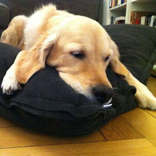 doggy deep sleep in cuddling pillow