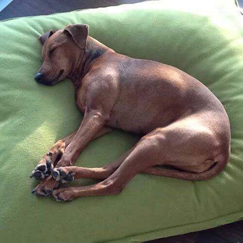 With the latex filling the Divan Uno dog cushion turns to an orthopedic sleeping place of the extra class.
