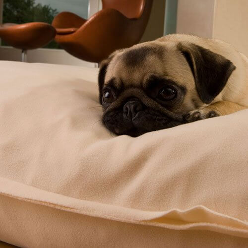 My pug is very enthusiastic about the cuddly and cozy Divan Uno dog pillow.