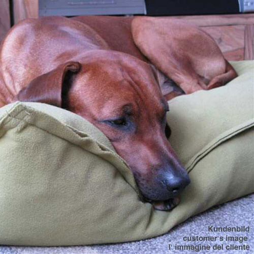 The Divan Uno dog cushion is a very high quality and good sleeping place for the Rhodesian Ridgeback.