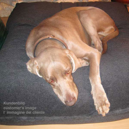 Divan Uno orthopedic dog cushion was accepted immediately by my Weimaraner.