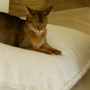 Cuscino per gatti domestici | comodo cuscino per dormire a forma di  cucciolo e gattini – Mezza ciambella letto per gatti o cani di piccola  taglia Half