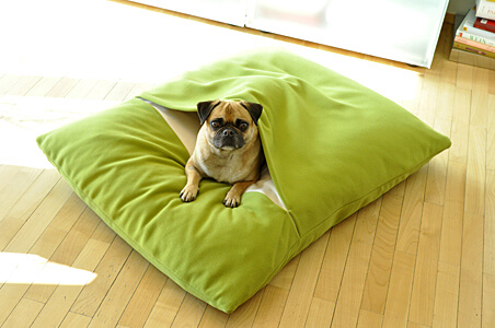 nice little pug in his smooth and warm sleeping bag cushion