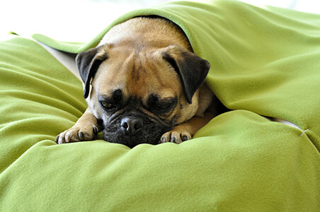 dog blanket bed bi-coloured