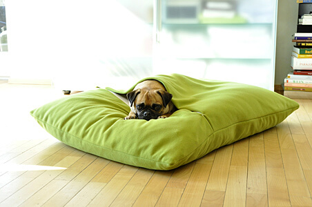 pug sweety cozy cuddling in his dog pillow bed