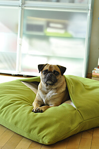 dog cushion, sleeping bag green