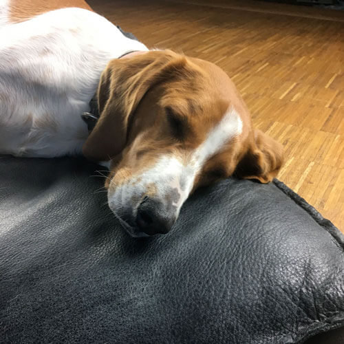 Dog bed made of super-soft and indestructible buffalo leather.