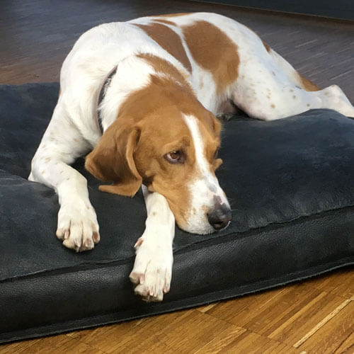 Dog cushion with a head pillow in warm buffalo leather.